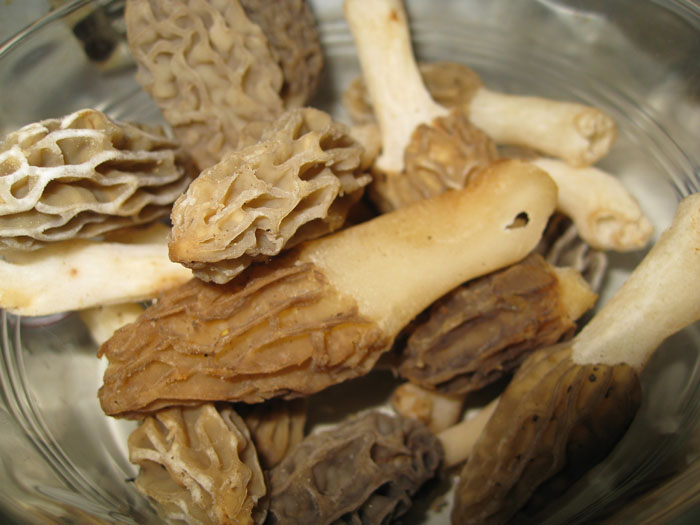 bowl of morels